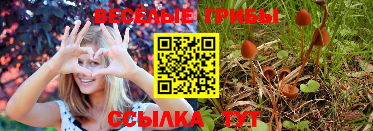 Галлюциногенные грибы Psilocybine cubensis  Вход с VPN  Псилоцибиновые грибы Psilocybine cubensis  Сосновый Бор 